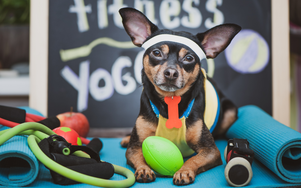 Como Criar uma Rotina de Exercícios para Cães Ativos: Mantenha Seu Pet Cheio de Energia Hoje