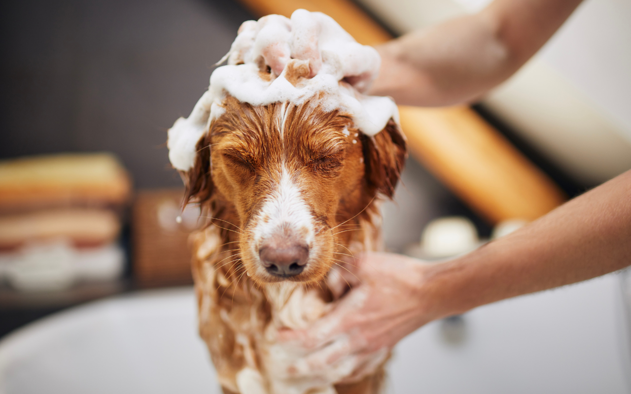 Dicas Infalíveis de Higiene para Pets: Dê Banho e Tosa em Casa sem Estresse