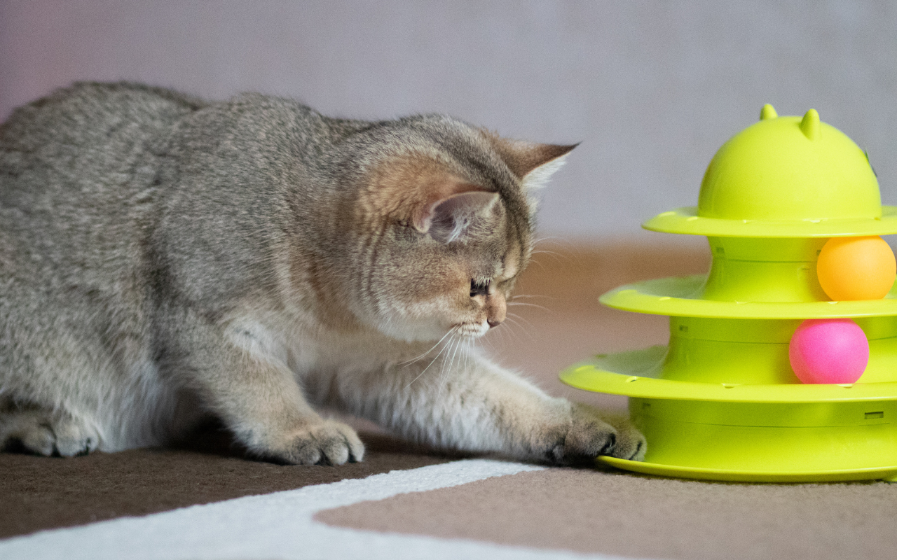 Aprenda a Escolher Brinquedos Seguros para Cães e Gatos: Garanta Diversão sem Riscos Hoje