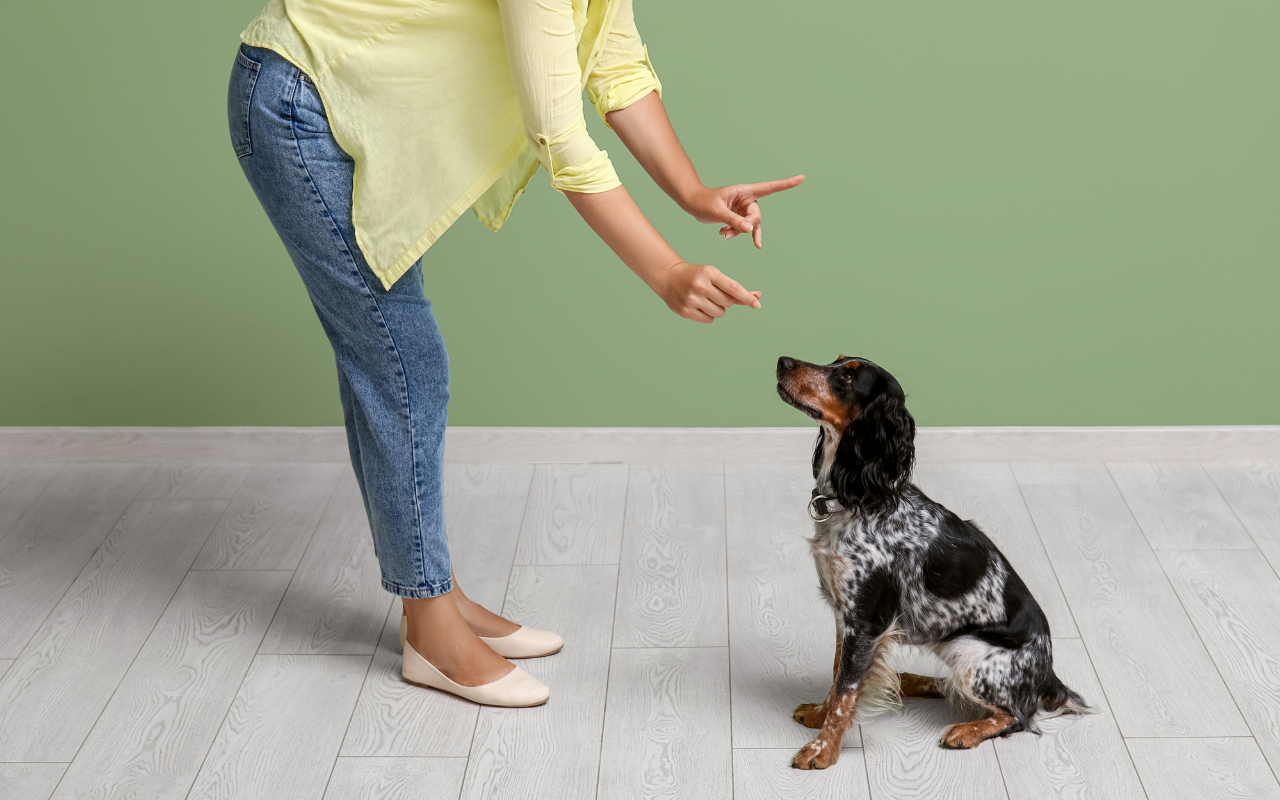 Melhores Técnicas de Adestramento Positivo para Pets: Treine com Amor e Resultados Agora