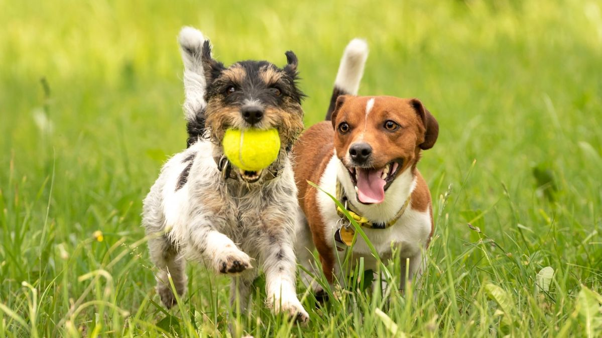 Aprenda a ter Cuidados sustentáveis com os seus pets: Proteja Seu Amigo e o Planeta