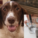 Carvão Ativado na Água do Cachorro Deixa o Pelo Macio e o Pet Mais Animado – Dica que Vale Ouro