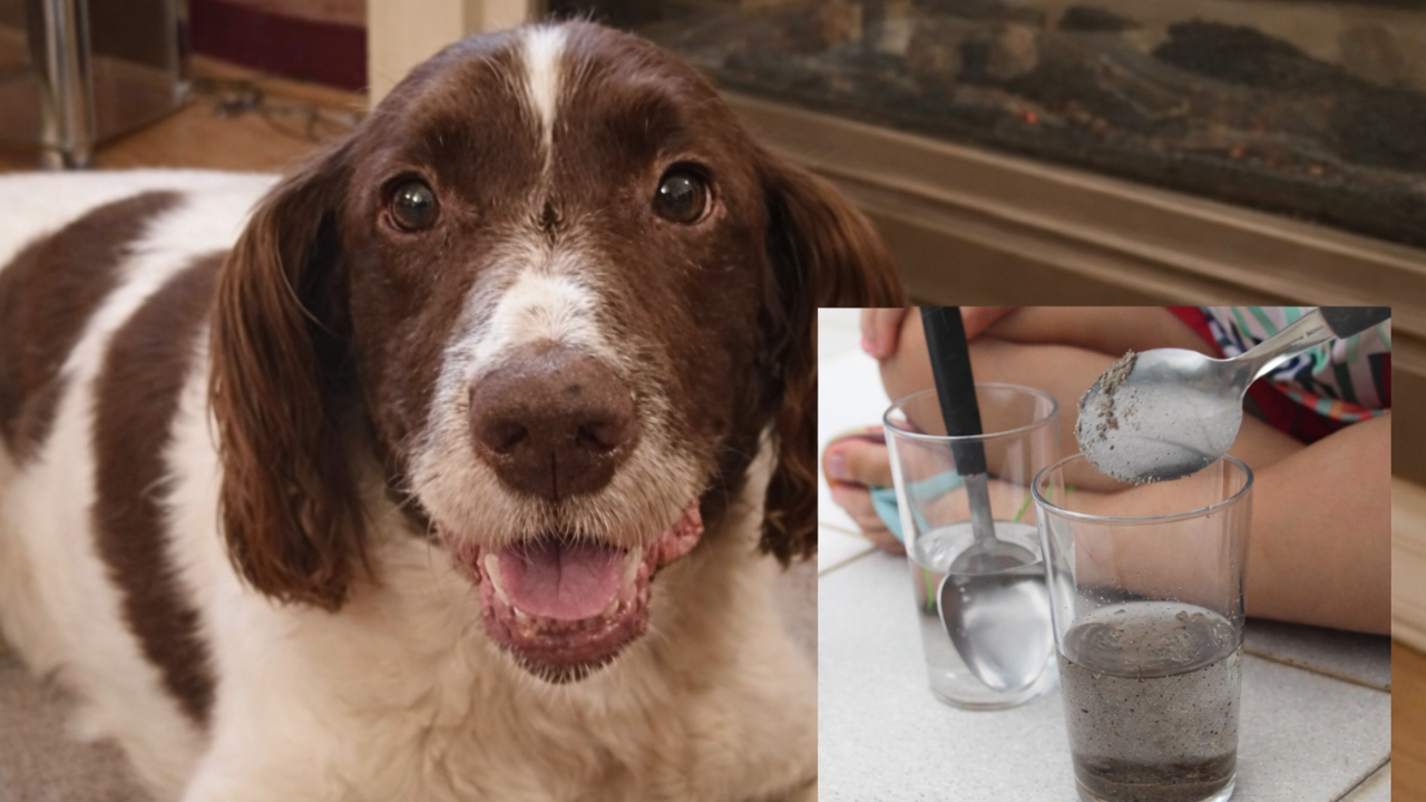 Carvão Ativado na Água do Cachorro Deixa o Pelo Macio e o Pet Mais Animado – Dica que Vale Ouro