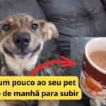 Dê isso de manhã para Subir Imunidade do Pet-é Tão Simples que Muitos Tutores Já Estão Usando