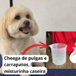 Chega de Pulgas e Carrapatos com Misturinha Caseira – Dica de ouro