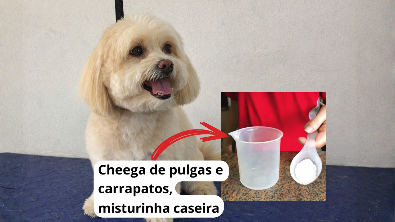 Chega de Pulgas e Carrapatos com Misturinha Caseira – Dica de ouro